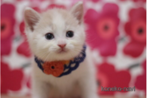 成約済の東京都のマンチカン-74007の1枚目